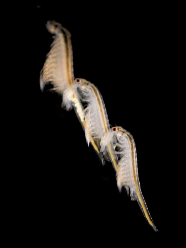 Artemia sp. Artemia sp.