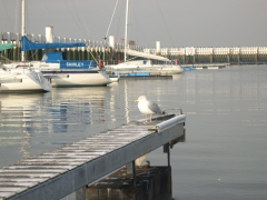 Dieren