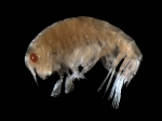 Amphipoda