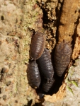 Isopoda