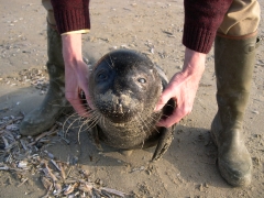 gewone zeehond