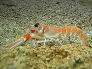 Nephrops norvegicus (Linnaeus, 1758) 