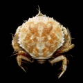 Decapoda
