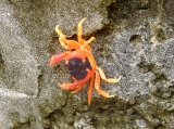 Gecarcinus lateralis (Freminville, 1835), author: Hillewaert, Hans