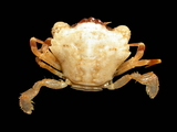 Liocarcinus pusillus (Leach, 1816), author: Hillewaert, Hans