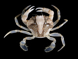 Liocarcinus vernalis (Risso, 1816), author: Hillewaert, Hans