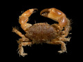 Decapoda