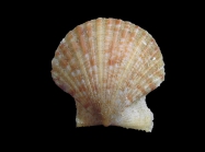 Aequipecten opercularis (Linnaeus, 1758)