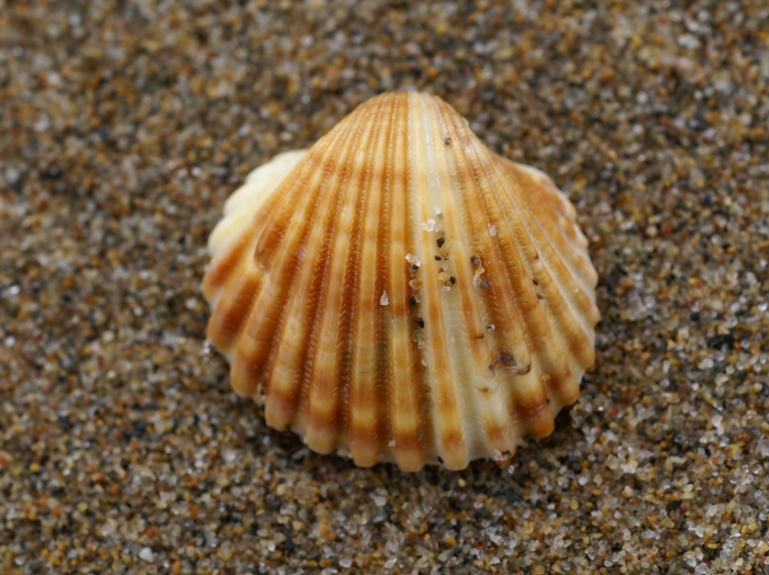 Acanthocardia tuberculata 