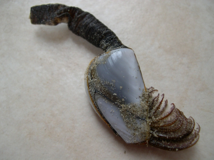 Lepas anatifera Linnaeus, 1758 Lepas anatifera Linnaeus, 1758