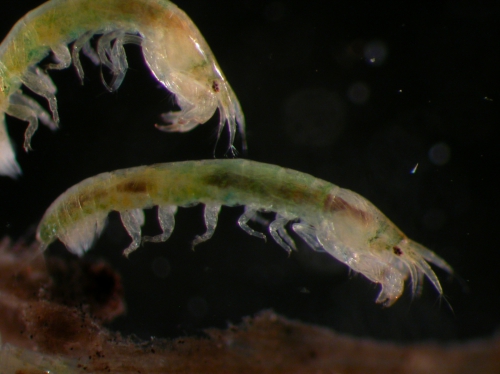 Leptochelia sp. Leptochelia sp.