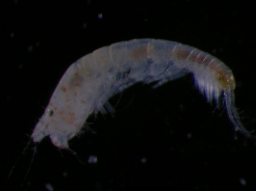 Leptocheliidae Leptocheliidae