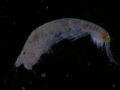 Tanaidacea