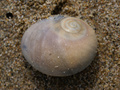 Mollusca (molluscs)