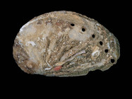 Haliotis tuberculata tuberculata Linnaeus, 1758 