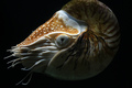 Cephalopoda