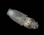 Cephalopoda