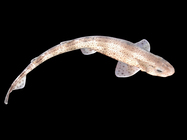 Scyliorhinus canicula (Linnaeus, 1758) 