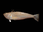 Perciformes