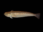 Perciformes