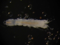 Tanaidacea