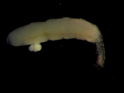 Pooreotanais gari Pooreotanais gari