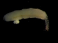 Tanaidacea
