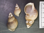Molluscs