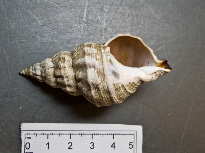 Buccinum glaciale Buccinum glaciale