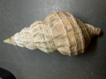 Gastropoda