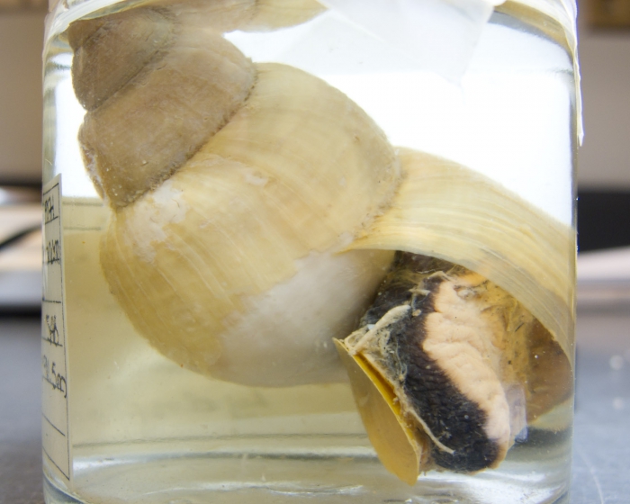 Buccinum hydrophanum Buccinum hydrophanum