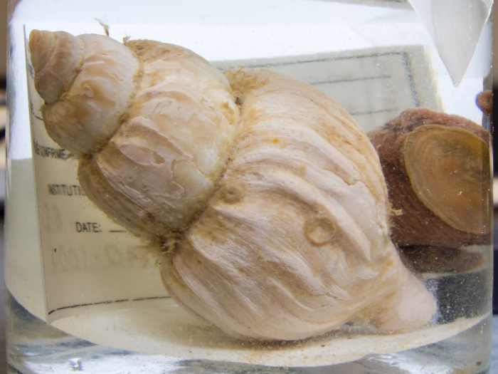 Buccinum scalariforme Buccinum scalariforme