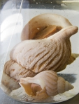 Buccinum scalariforme - 2, author: Nozes, Claude
