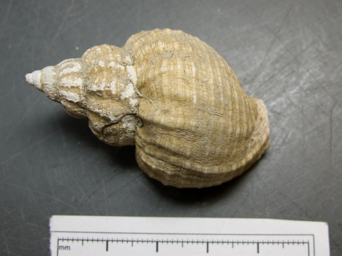 Buccinum totteni - dry Buccinum totteni - dry