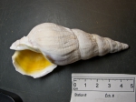 Gastropoda
