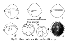 Goniodoma ostenfeldii Paulsen 1904