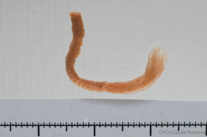 Branchiomma infarctum - small 1 Branchiomma infarctum - small 1