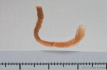 Polychaetes