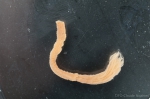 Polychaetes