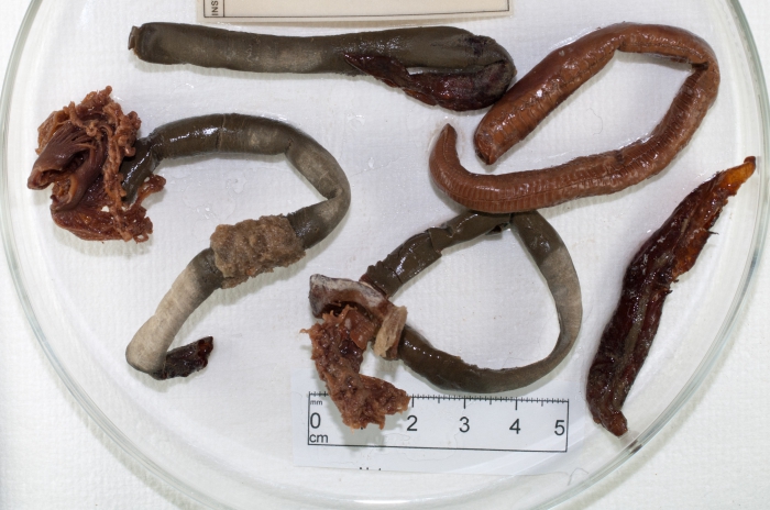 Branchiomma - large Branchiomma - large