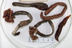 Polychaetes