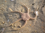 Echinodermata (Echinoderms)