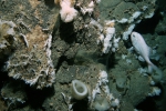 Graveyard Seamount, New Zealand