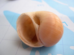 SWG soorten