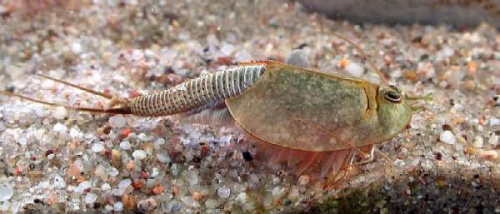 Triops longicaudatus Triops longicaudatus