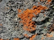 Fungi