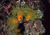 Balanophyllia Rangiroa