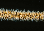 Anthozoa