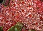 Clathria mima Guam
