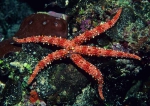 Echinodermata
